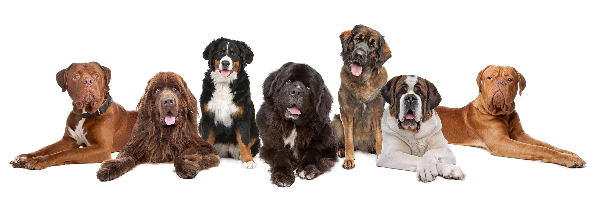 dog behavourist, abingdon, wantage, didcot, harwell, steventon, oxford, wallingford
