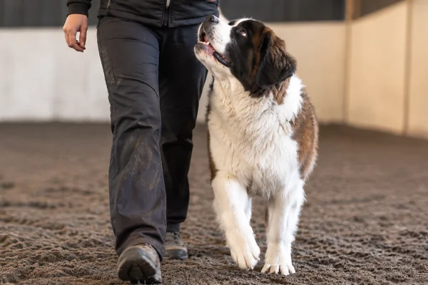 adult dog training