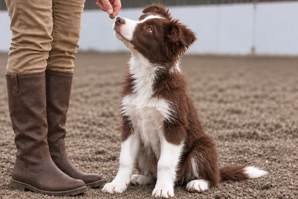 puppy training