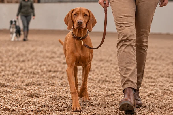 juvenile dog training